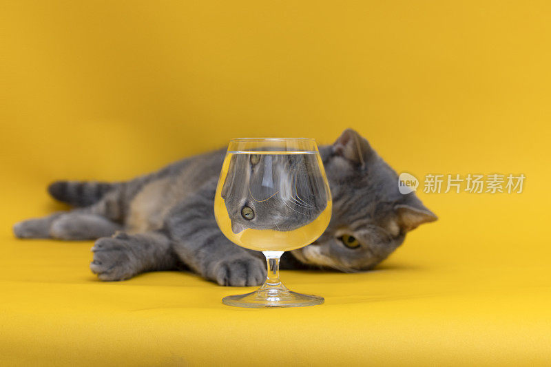 满杯水黄色背景下的猫的滑稽心情