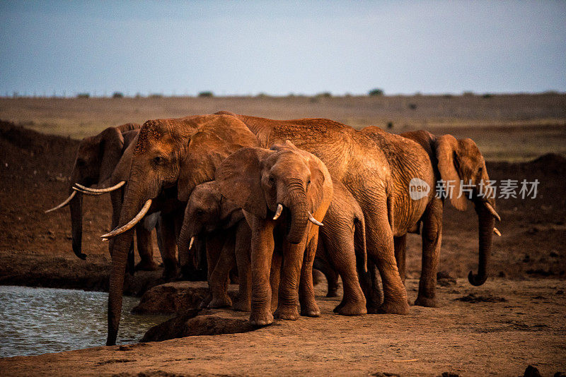 野生非洲大草原水坑旁的大象