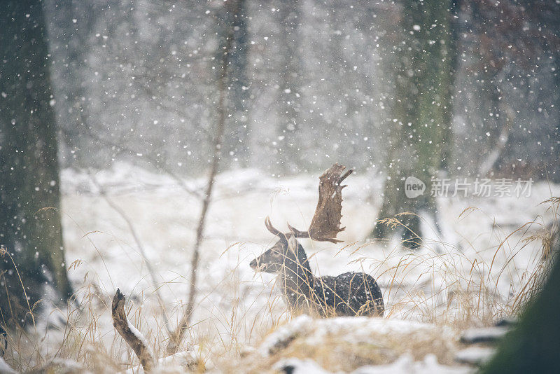 鹿在winterwonderland