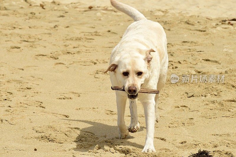 加州大苏尔的拉布拉多寻回犬