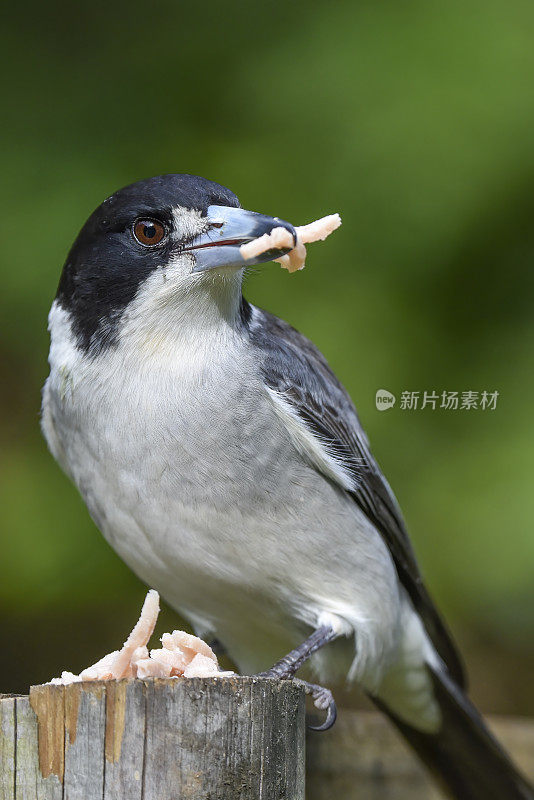 灰伯劳鸟