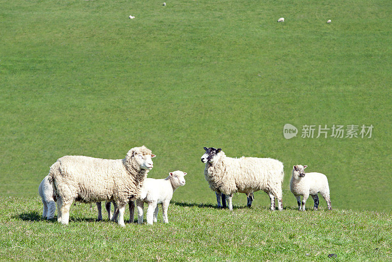 春天的农场景象从一个英国乡村散步，英格兰，英国