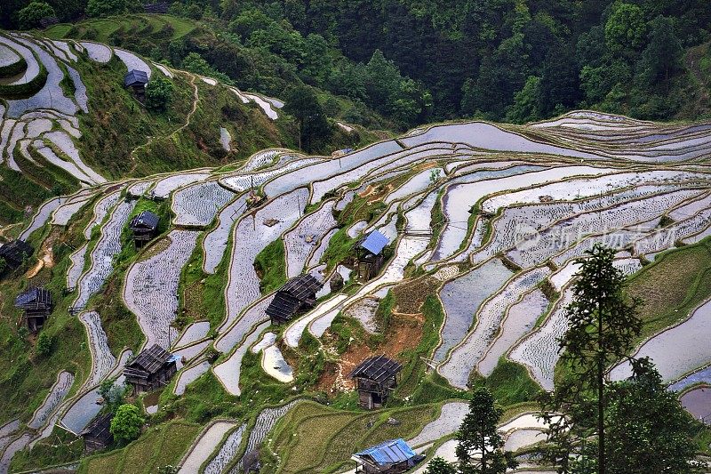 贵州,China-Colorful梯田