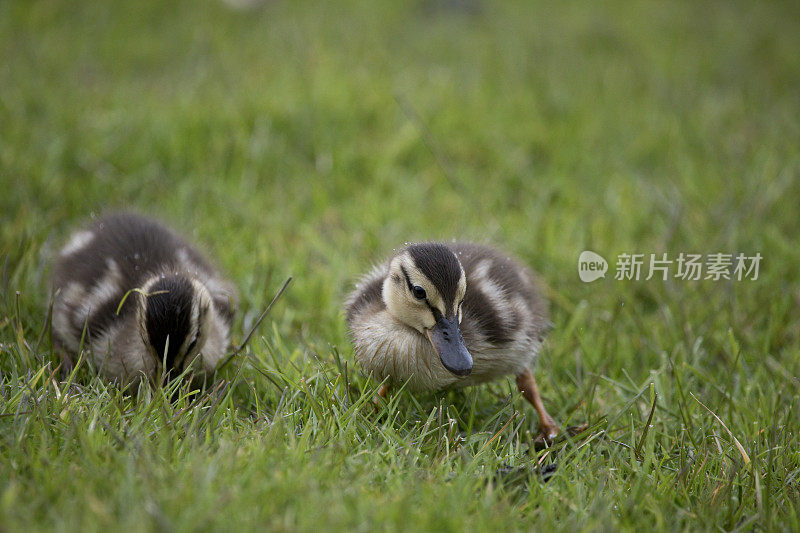 英国北约克郡的两只春天的野鸭。
