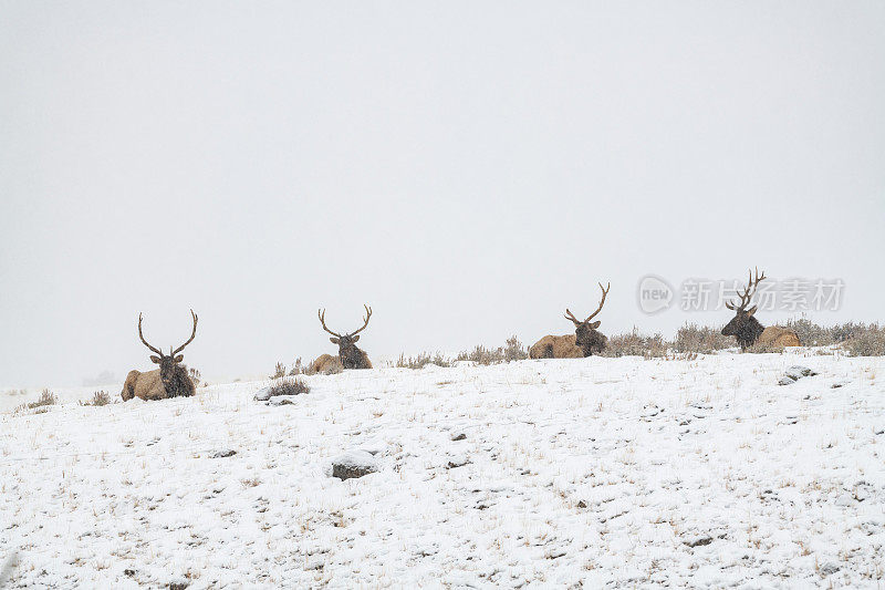 四头公麋鹿躺在山顶上休息