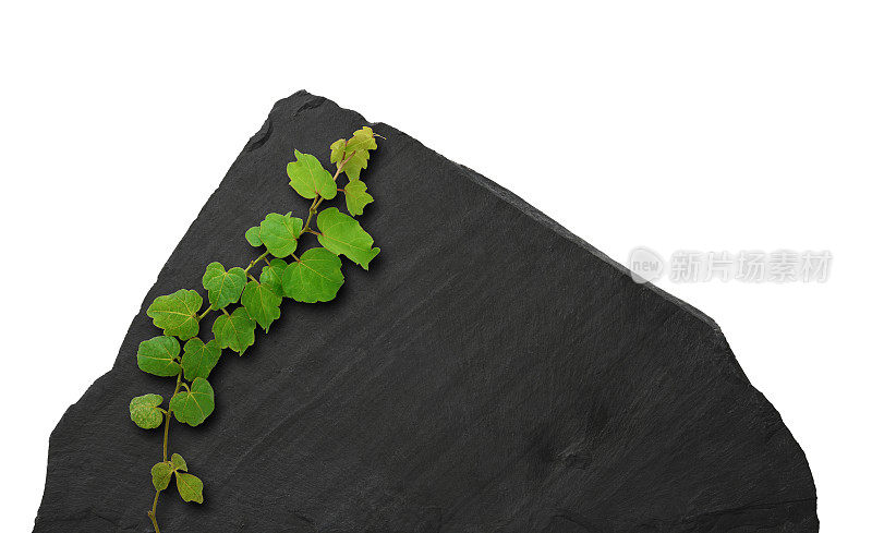 孤立的长春藤生长在黑色石板上的照片，背景是白色