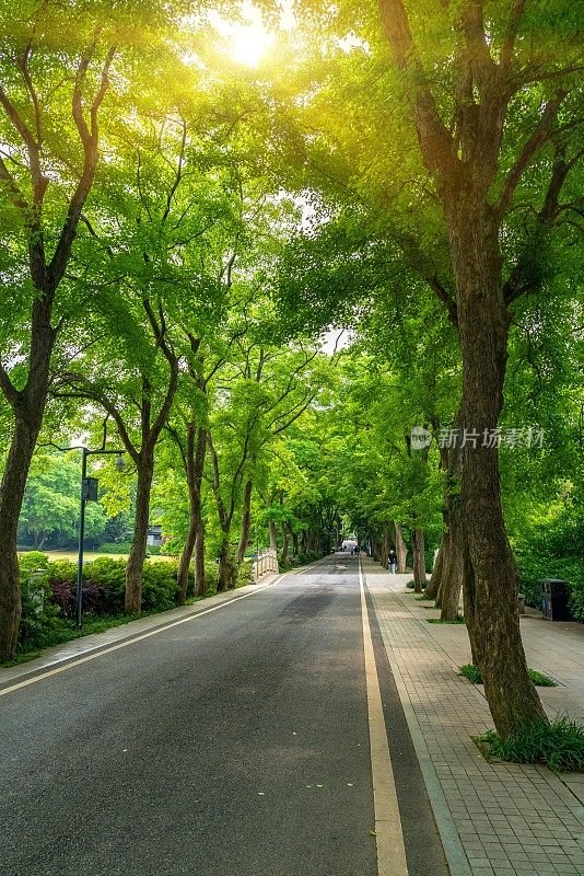 树木环绕的美丽道路