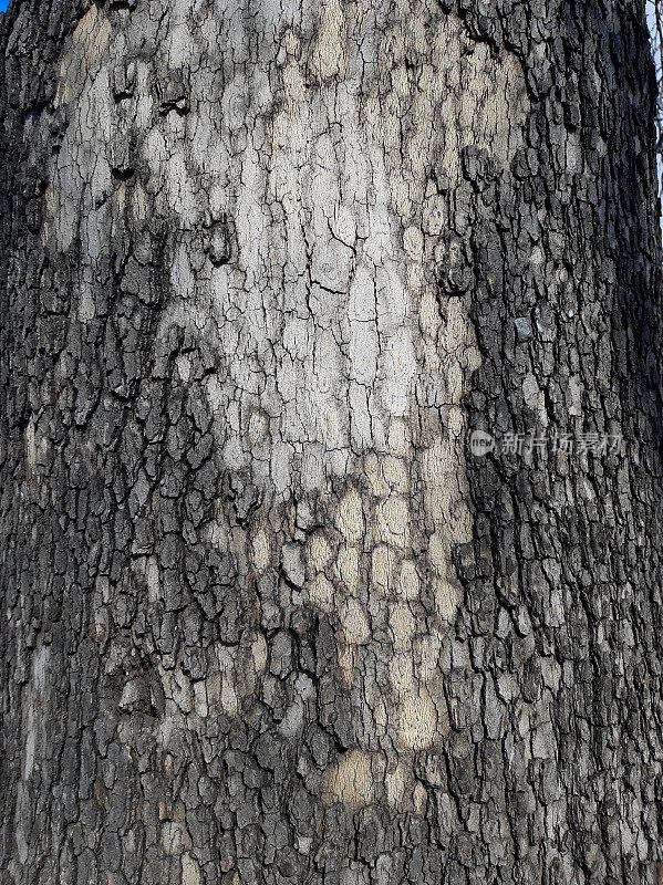 树干的纹理。树皮的纹理是特写，你可以用它作为背景。