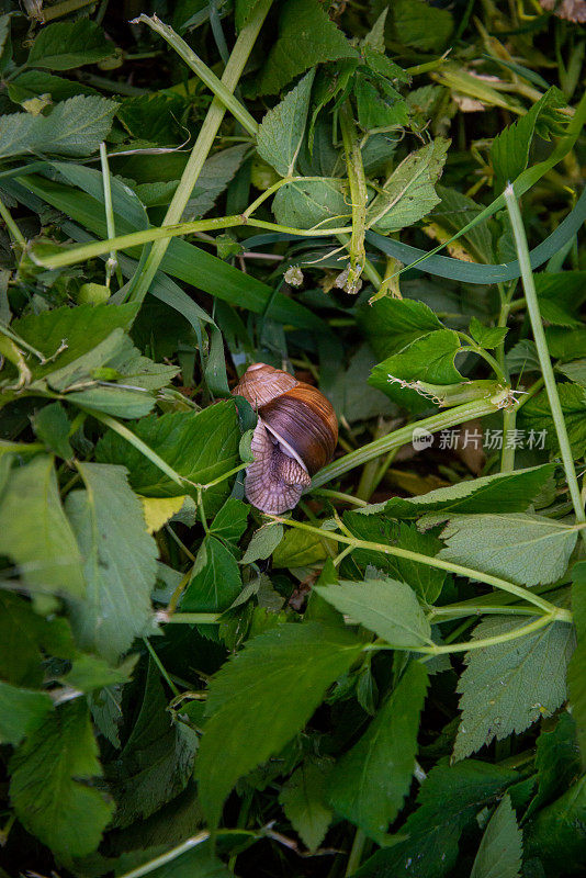 罗马蜗牛-螺旋石榴。螺旋pomatia，俗称罗马，勃艮第，可食用蜗牛或蜗牛，是一种大型，可食用，呼吸空气的陆地蜗牛，螺旋科。
