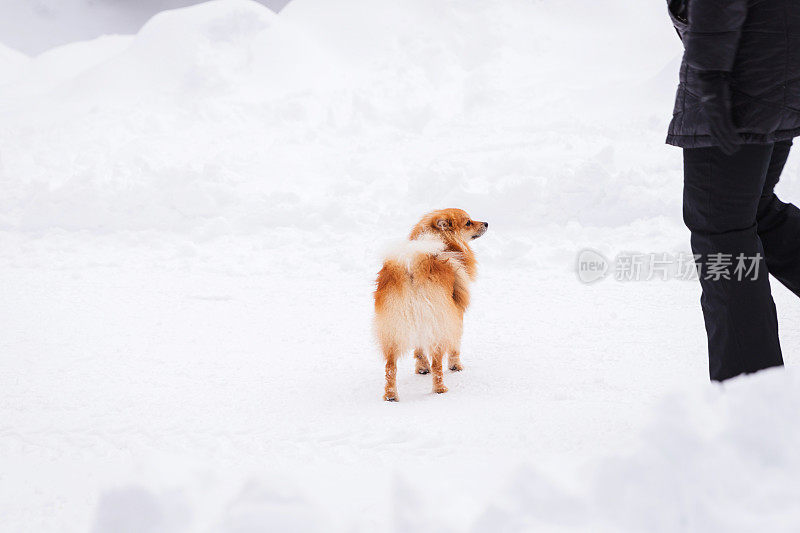 狗在雪地上散步