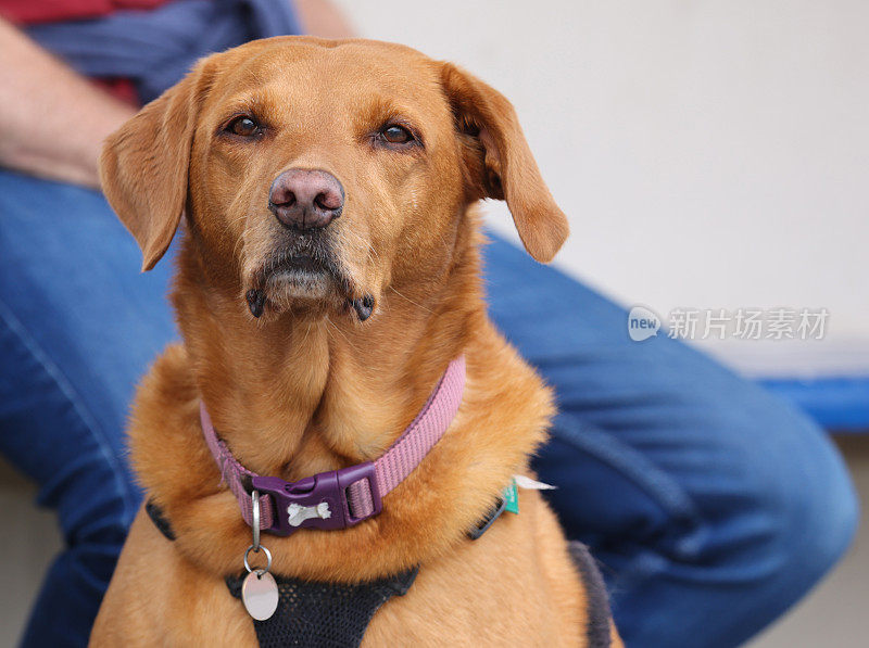 红狐拉布拉多犬忠实地坐在主人旁边看着摄像机