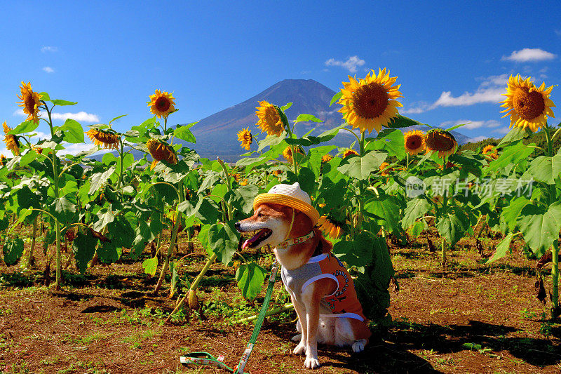 富士山、太阳花、蓝天下的狗