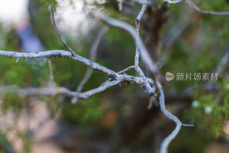 杜松树枝作为干旱地区植物在荒野地区照片系列的一部分