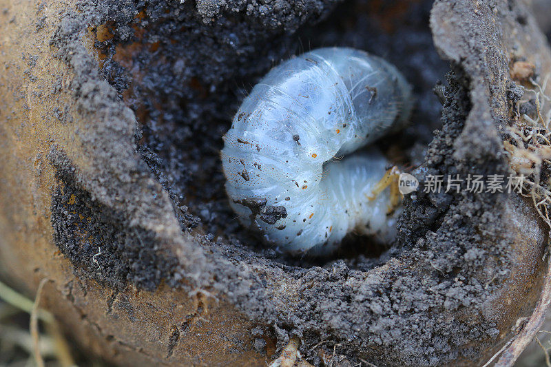 五月甲虫的幼虫吃土豆。普通金龟子或五月虫在土豆里面。
