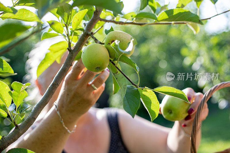 女农民在果园里收割水果