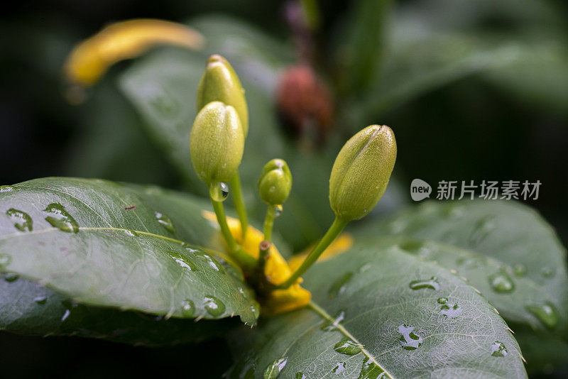 桔梗黄花植物。(米老鼠花)在花园里