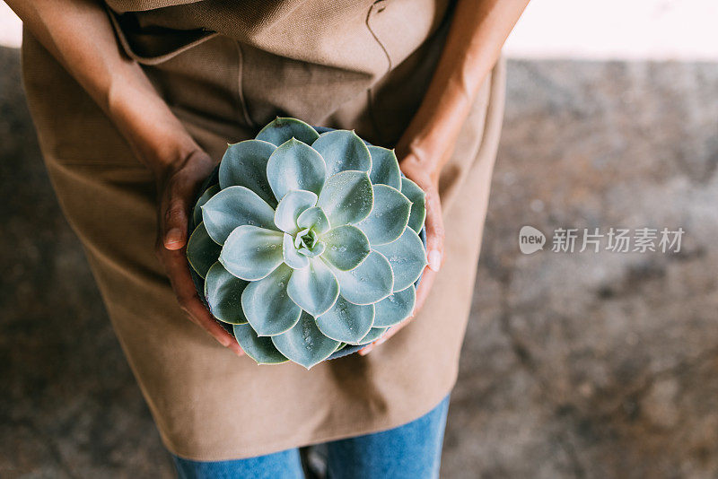 保持植物健康的简单室内植物护理贴士(横向)