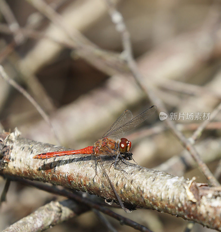 红镖蜻蜓(血翼状)雄性