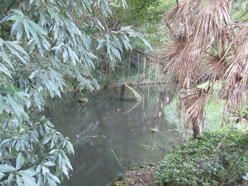 日本。8月。公园里的小池塘。的印象。