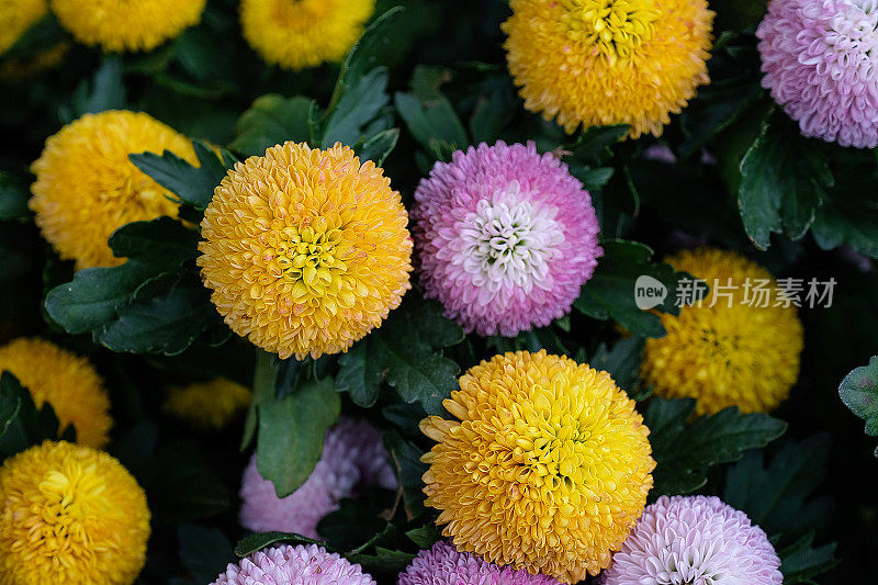 五颜六色的菊花背景