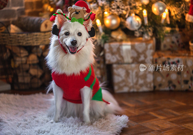 快乐的小狗狗在红色毛衣庆祝圣诞节