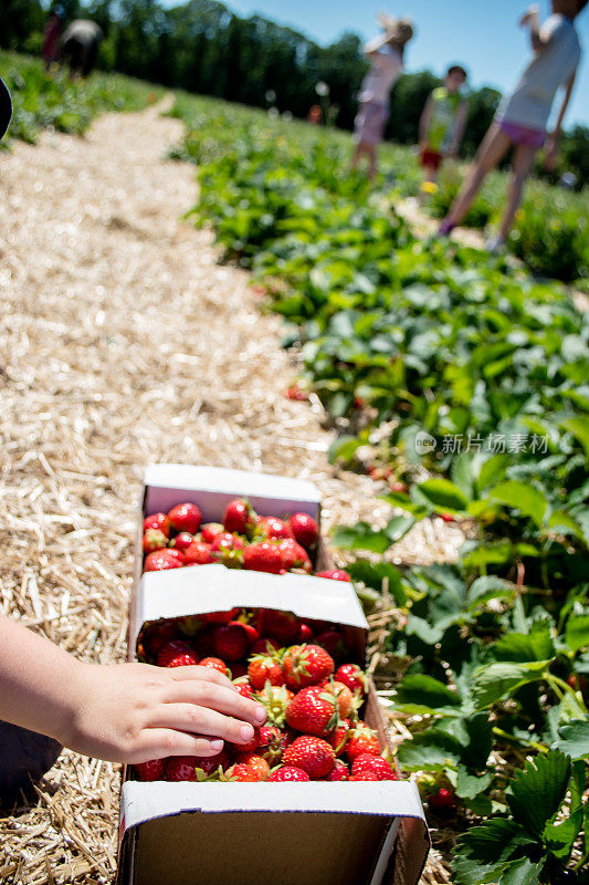 孩子草莓农场