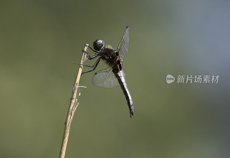 黑尾撇脂蜻蜓