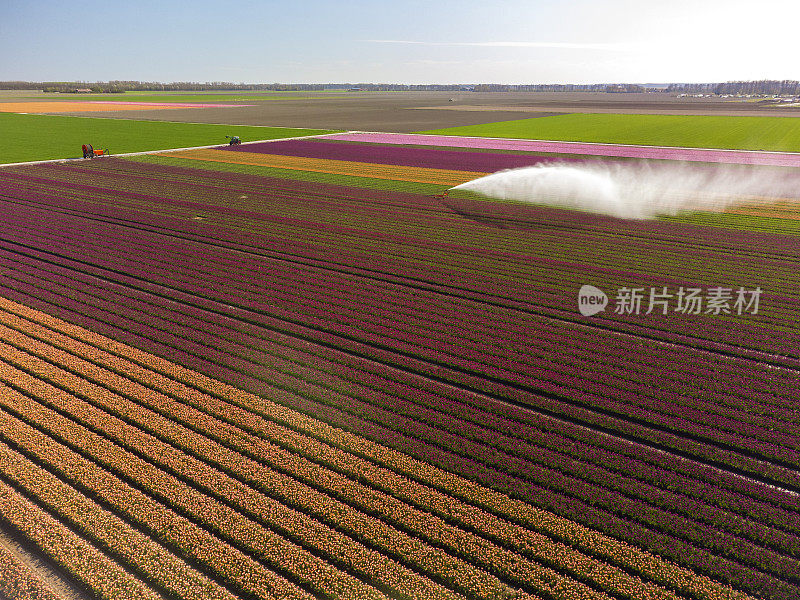 郁金香生长在农田里，在春天被农业喷水器喷过