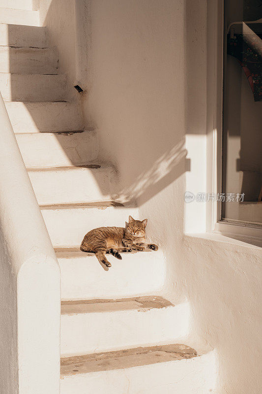 在希腊村庄的楼梯上晒太阳的猫