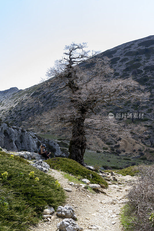 安达卢西亚山上的一棵瘿栎