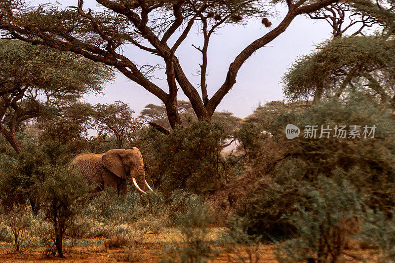 非洲象。拥有大象牙的非洲象现在被养在安博塞利国家公园的一个独立的、受保护的公园里，禁止进入这个公园。这张照片是从很远的地方拍的。