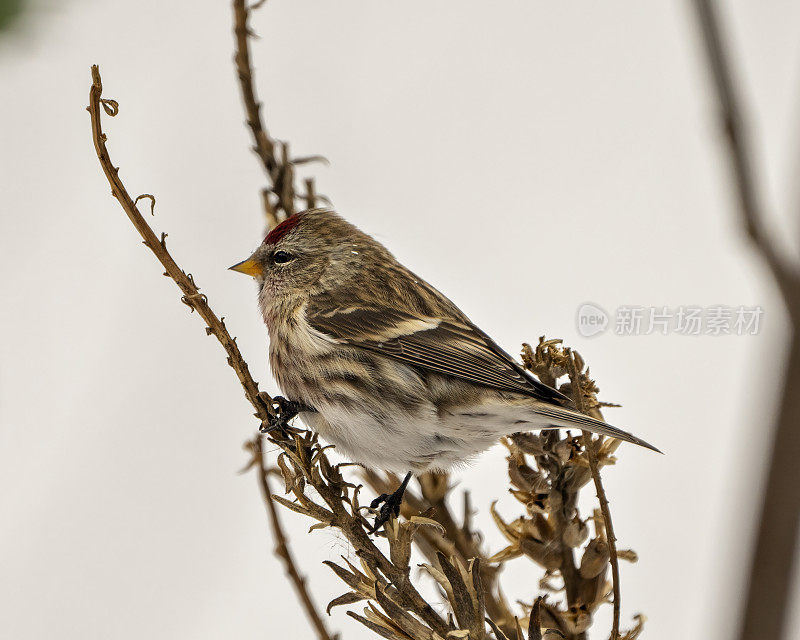 红poll照片和图像。在冬季，雀类特写的侧面视图栖息在一个模糊的背景在它的环境和栖息地周围。