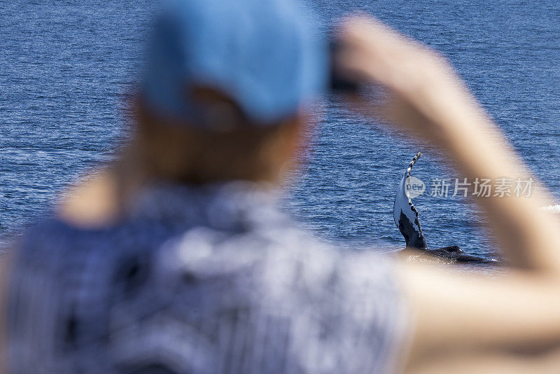 在墨西哥南下加利福尼亚海岸，一只座头鲸在一艘船上观看