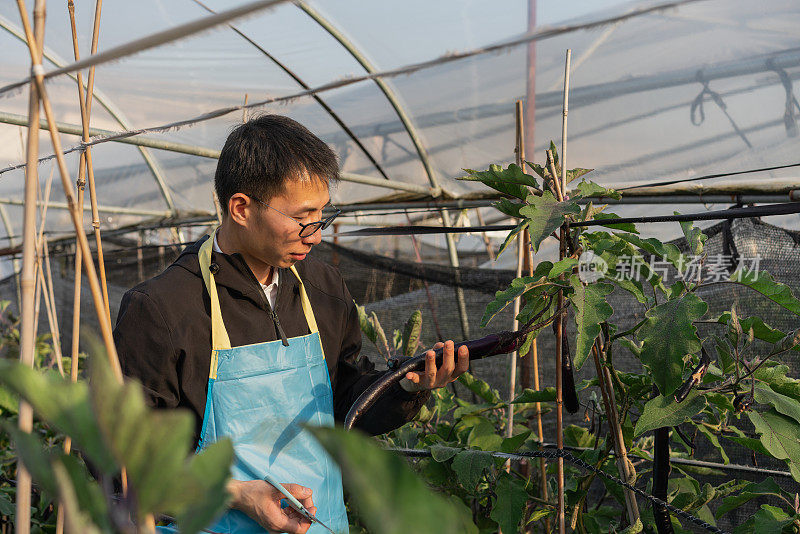 在蔬菜温室工作的农民