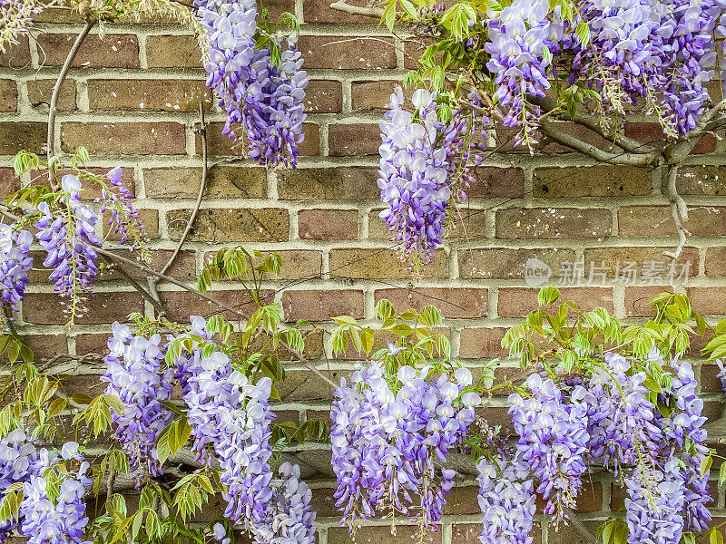 靠砖墙生长的紫藤