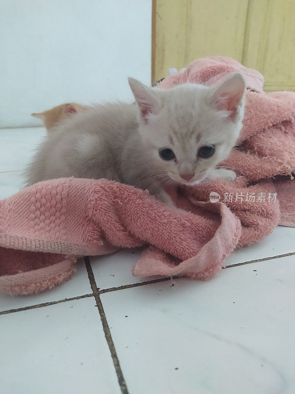 小猫玩毛巾
