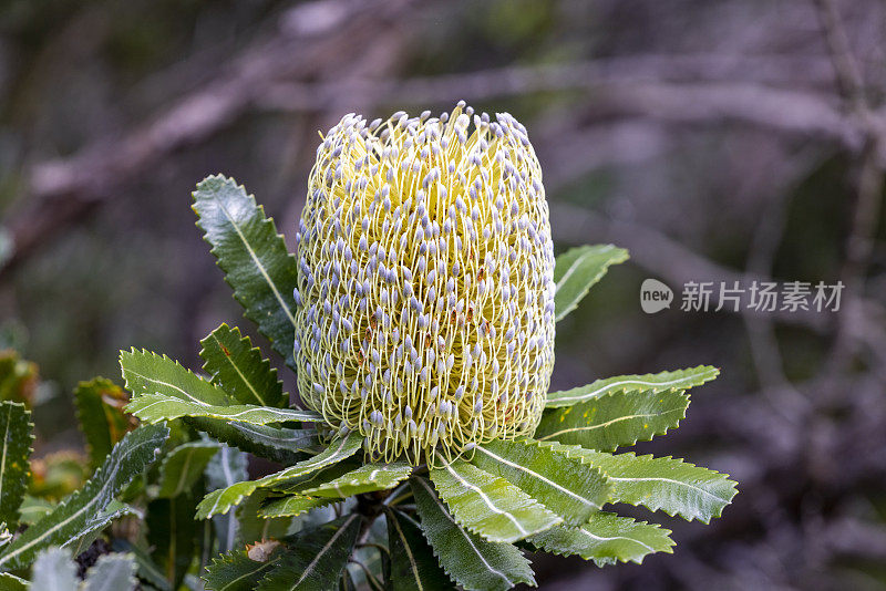 特写灌木中的班克斯花，美丽的自然背景与复制空间