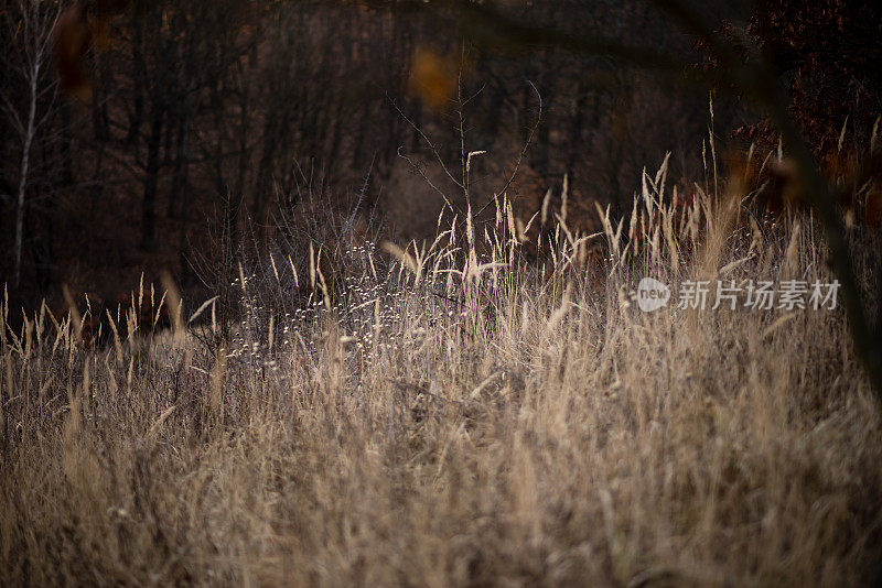 美丽的抽象特写金色的干草草地