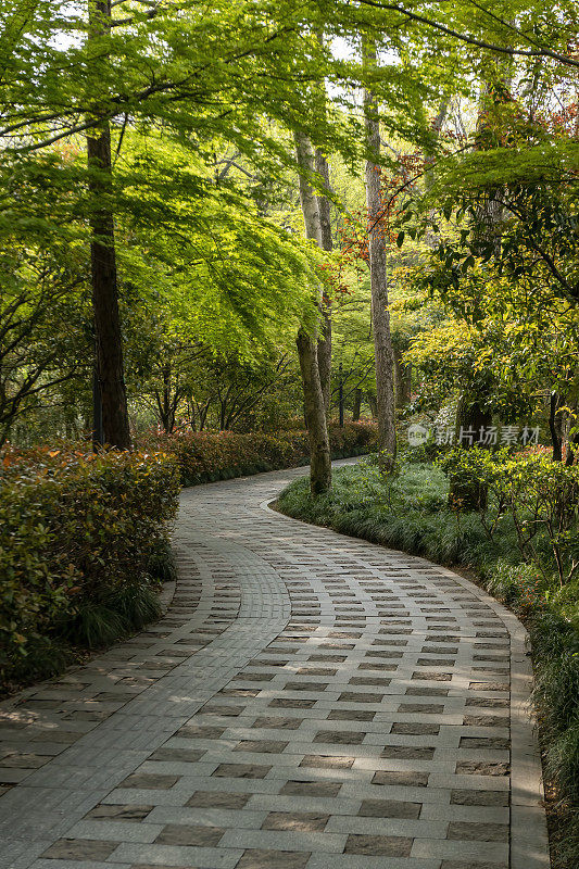 蜿蜒的道路穿过枫树林