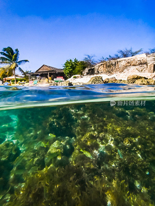 热带加勒比海洋生物珊瑚和水下海洋生物，海滩度假胜地和库拉索岛风景优美