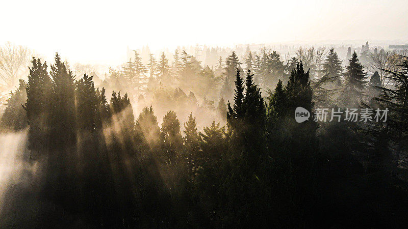 雾天与树，晨雾，阴天，阴天与树，航拍雾景，航拍雾天摄影，航拍幽暗，滑翔穿过拱形树