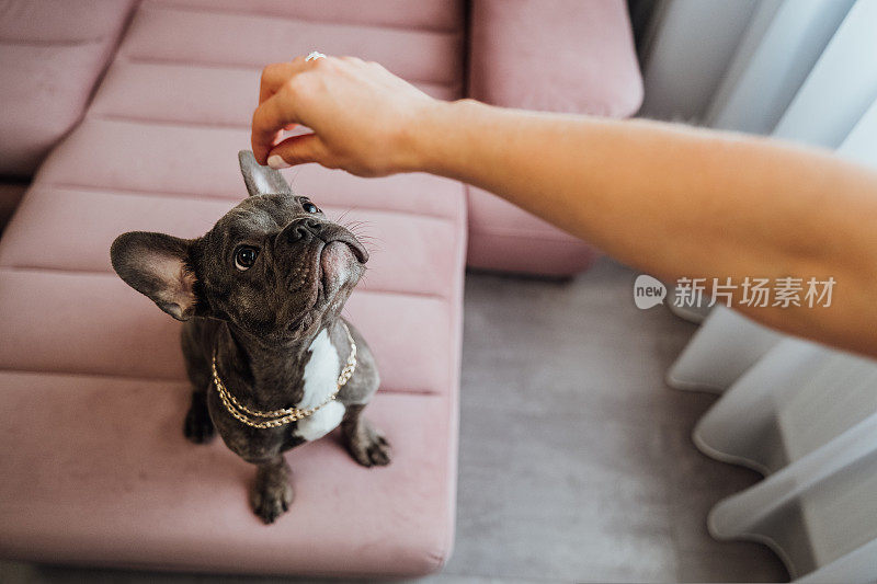 戴着金链子的法国斗牛犬坐在粉色沙发上，不耐烦地抬头看，小狗在等食物
