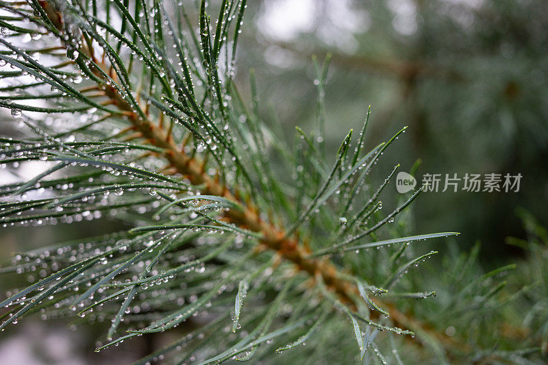 青松枝与雨滴特写。有选择性的重点