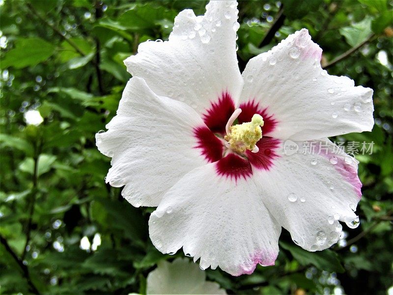 雨后的花。