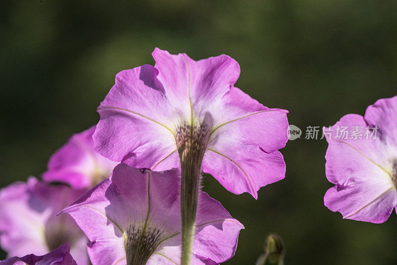 爬虫花朵特写