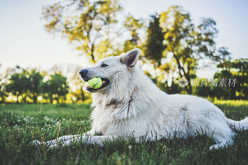 嘴里叼着网球的瑞士牧羊犬