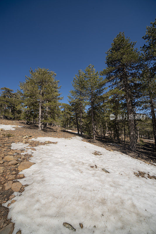 黑色的松树在岩石的山坡上，在蓝天下的雪地