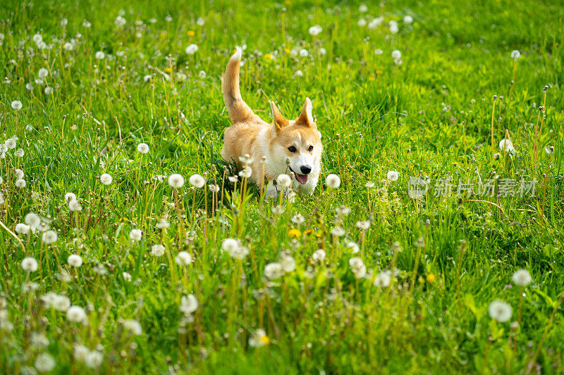 一只彭布罗克威尔士柯基犬在春天的草地上奔跑
