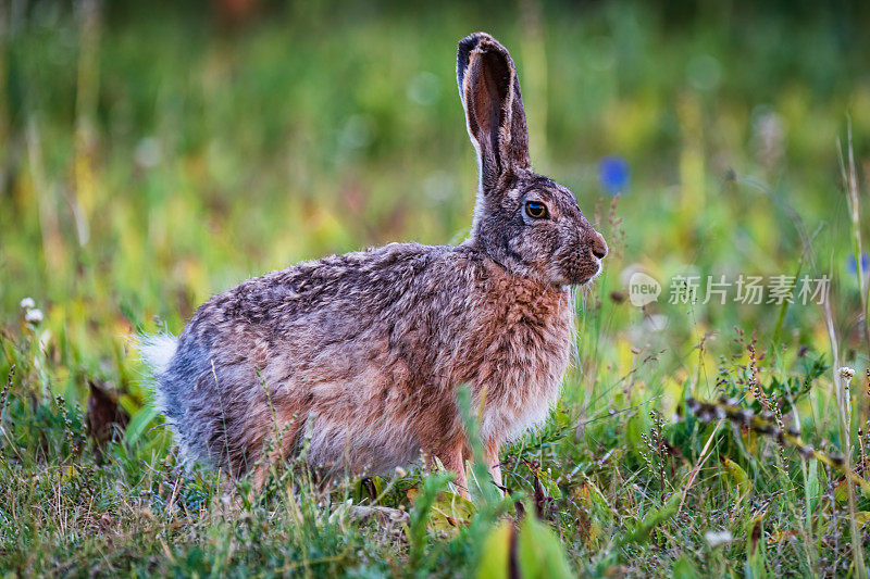 夏日草地上的一只棕色野兔