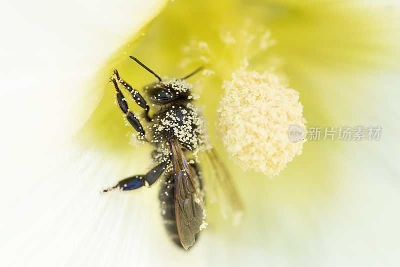 蜜蜂在白色和黄色的蜀葵上